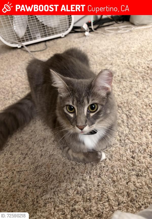 Lost Male Cat last seen Beardon Drive & Valley Green Drive, Villages at Cupertino apartments, Cupertino, CA 95014