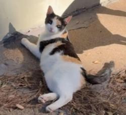 Lost Female Cat last seen Crescent heights , Signal Hill, CA 90755