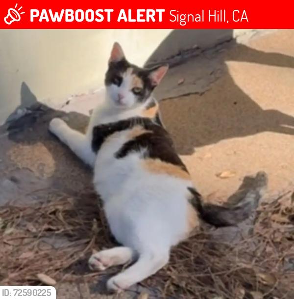 Lost Female Cat last seen Crescent heights , Signal Hill, CA 90755