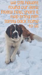 Lost Male Dog last seen Hwy 23 south  x. Brown Ln. , Ozark, AR 72949