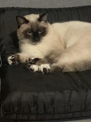 Lost Male Cat last seen Osborne st and workman ave in West Covina ca, Los Angeles County, CA 91790