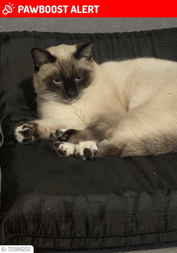 Lost Male Cat last seen Osborne st and workman ave in West Covina ca, Los Angeles County, CA 91790