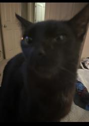Lost Male Cat last seen Near Oz Glaze Center and Lago Azul , Horizon City, TX 79928