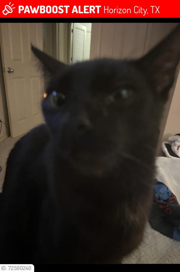 Lost Male Cat last seen Near Oz Glaze Center and Lago Azul , Horizon City, TX 79928