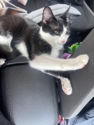 Lost Female Cat last seen Midland ave close to Eakin rd , Columbus, OH 43223