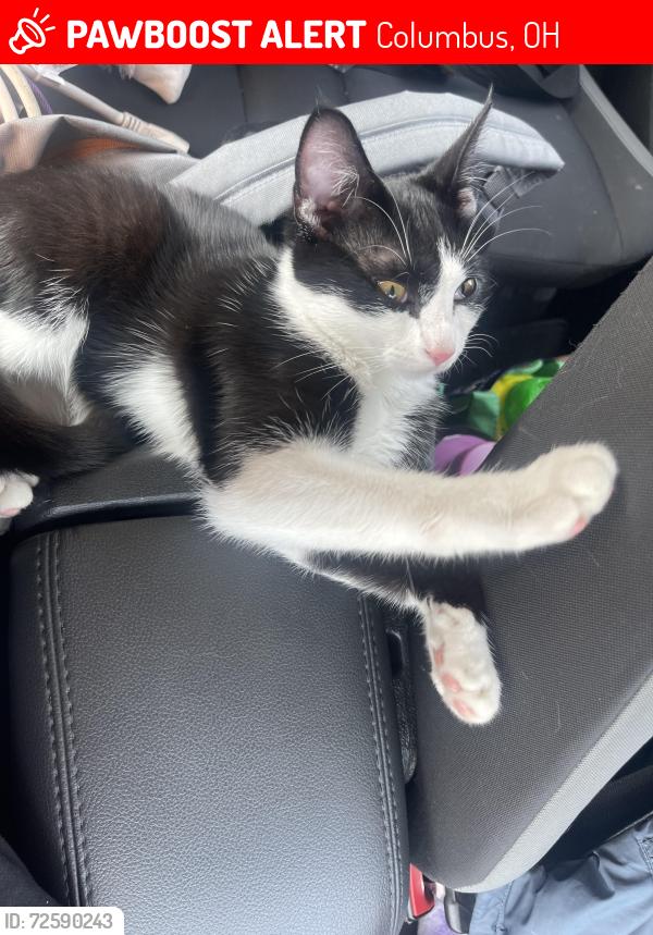 Lost Female Cat last seen Midland ave close to Eakin rd , Columbus, OH 43223