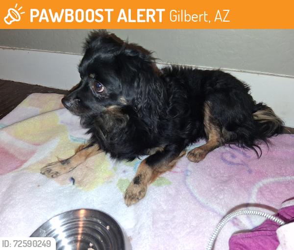 Found/Stray Male Dog last seen Cooper rd and warner rd, Gilbert, AZ 85233