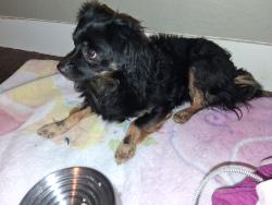 Found/Stray Male Dog last seen Cooper rd and warner rd, Gilbert, AZ 85233