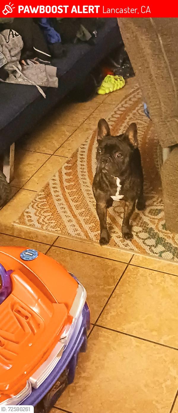 Lost Male Dog last seen Cherbourg Ln and Montemarte Ct, Lancaster, CA 93536