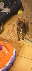 Lost Male Dog last seen Cherbourg Ln and Montemarte Ct, Lancaster, CA 93536