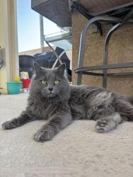 Lost Female Cat last seen Sabino canyon rd & Snyder rd, Tucson, AZ 85750