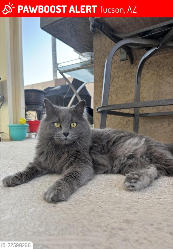 Lost Female Cat last seen Sabino canyon rd & Snyder rd, Tucson, AZ 85750