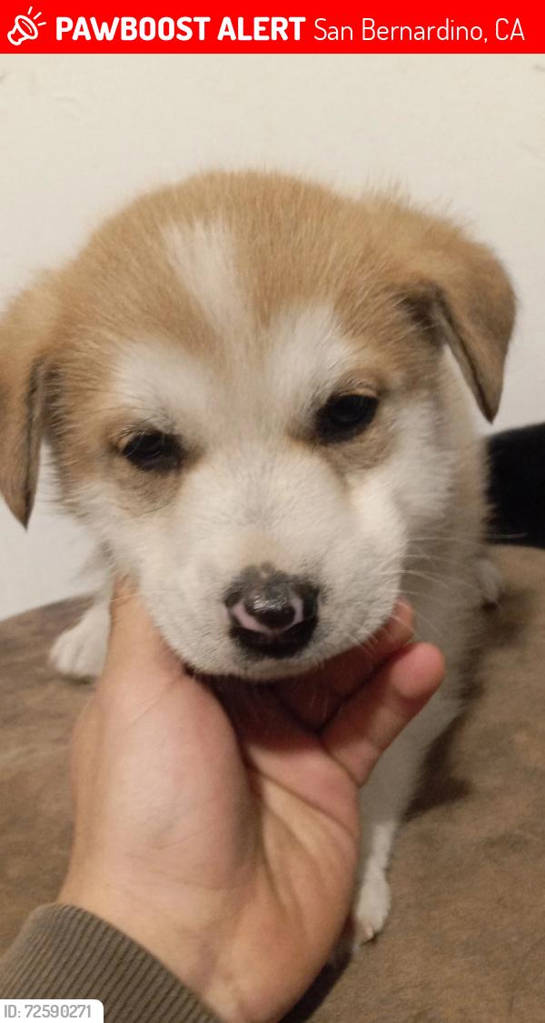 Lost Female Dog last seen Cerca de la high school arroyo Valley, San Bernardino, CA 92415