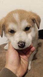 Lost Female Dog last seen Cerca de la high school arroyo Valley, San Bernardino, CA 92415