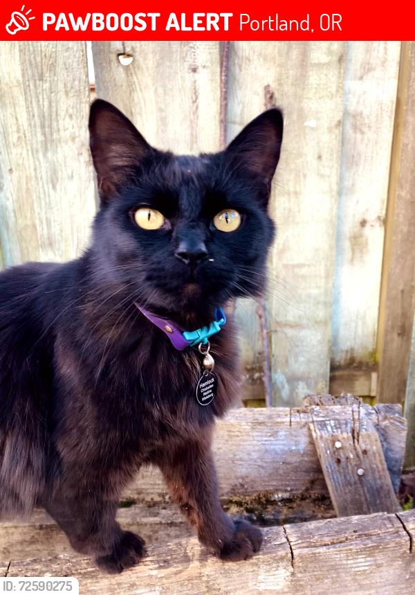 Lost Female Cat last seen NE 78th and NE glisan, Portland, OR 97213