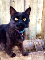 Lost Female Cat last seen NE 78th and NE glisan, Portland, OR 97213