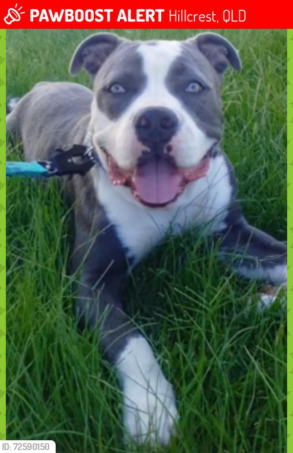 Lost Male Dog last seen Near Federation Drive, Hillcrest, QLD. 4118, Hillcrest, QLD 4118