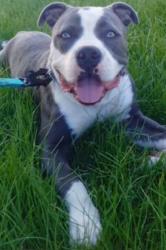 Lost Male Dog last seen Near Federation Drive, Hillcrest, QLD. 4118, Hillcrest, QLD 4118