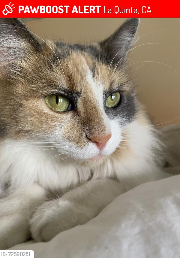 Lost Female Cat last seen Washington, La Quinta, CA 92253