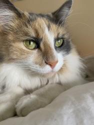 Lost Female Cat last seen Washington, La Quinta, CA 92253