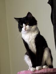 Lost Male Cat last seen Maris Pointe apmt Building, Dockside Drive, Orlando, FL 32822