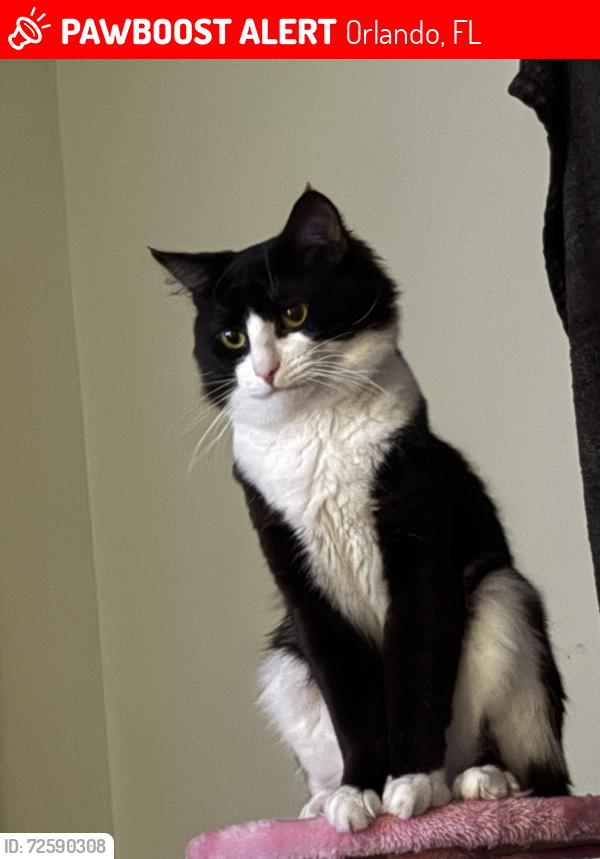 Lost Male Cat last seen Maris Pointe apmt Building, Dockside Drive, Orlando, FL 32822