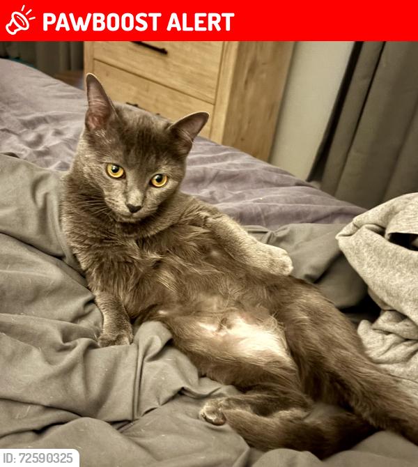 Lost Female Cat last seen HomeTown Neighborhood , North Richland Hills, TX 76180