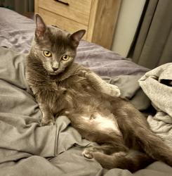 Lost Female Cat last seen HomeTown Neighborhood , North Richland Hills, TX 76180