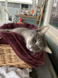 Lost Male Cat last seen Santa Clara street, Clearlake, CA 95422