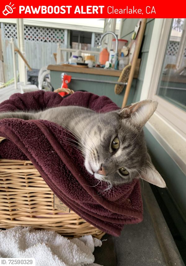 Lost Male Cat last seen Santa Clara street, Clearlake, CA 95422