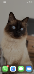 Lost Male Cat last seen Green hills primary school, Saint Helena, VIC 3088
