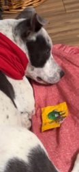 Lost Male Dog last seen Near Palmwood dr, Los Angeles, CA 90008