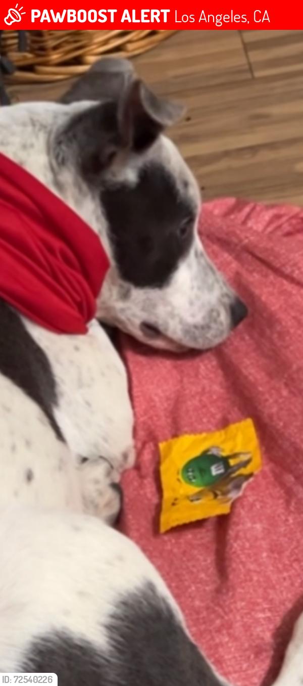 Lost Male Dog last seen Near Palmwood dr, Los Angeles, CA 90008