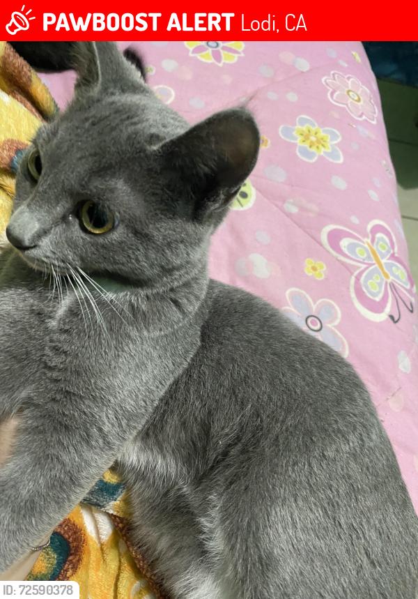 Lost Female Cat last seen Near n school st Lodi ca, Lodi, CA 95240