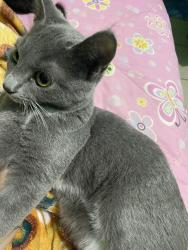 Lost Female Cat last seen Near n school st Lodi ca, Lodi, CA 95240