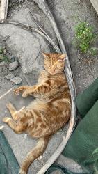Lost Female Cat last seen Near W 18th St, San Bernardino , San Bernardino, CA 92405