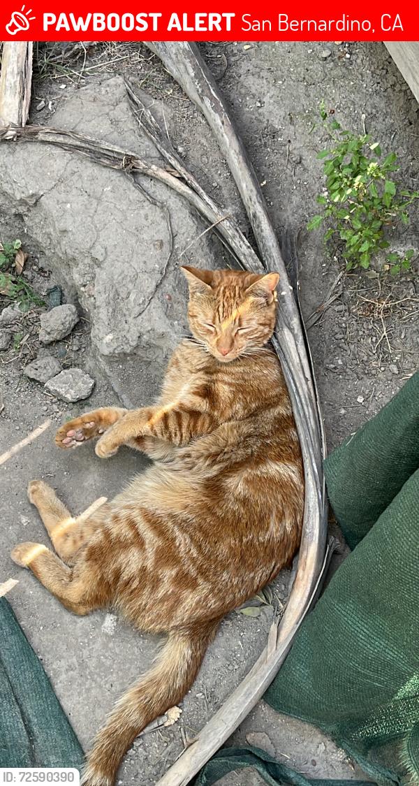 Lost Female Cat last seen Near W 18th St, San Bernardino , San Bernardino, CA 92405