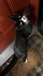 Lost Male Cat last seen Mississippi Ave and Parker Rd, Denver, CO 80247