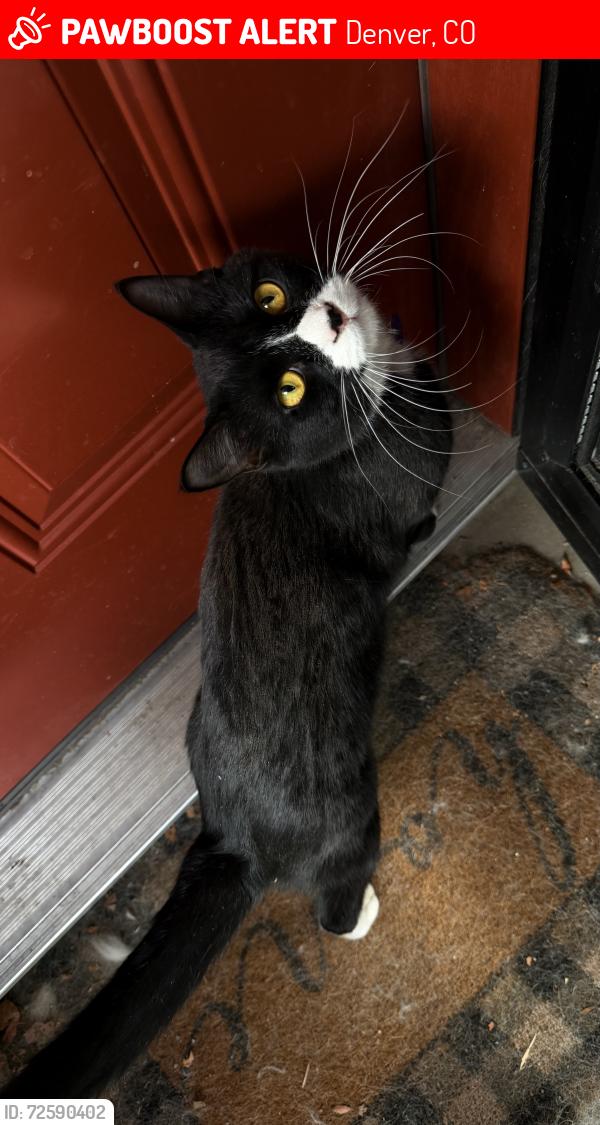Lost Male Cat last seen Mississippi Ave and Parker Rd, Denver, CO 80247