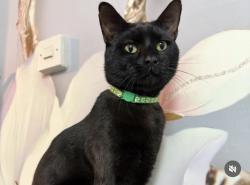 Lost Male Cat last seen Near Cromford Road, Derby, England DE21