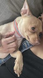 Lost Male Dog last seen South willard, San Jose, CA 95126