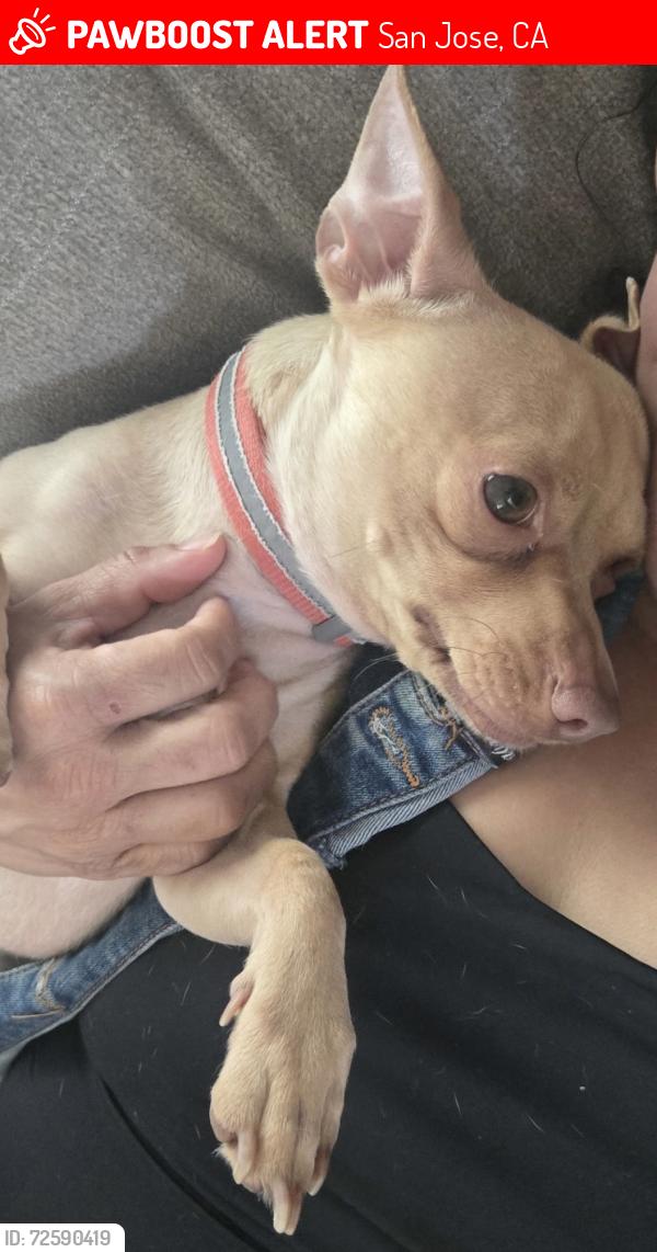 Lost Male Dog last seen South willard, San Jose, CA 95126