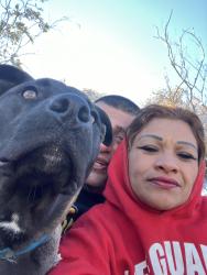 Lost Male Dog last seen El elevado st by cvs on Palmdale Road , Victorville, CA 92392