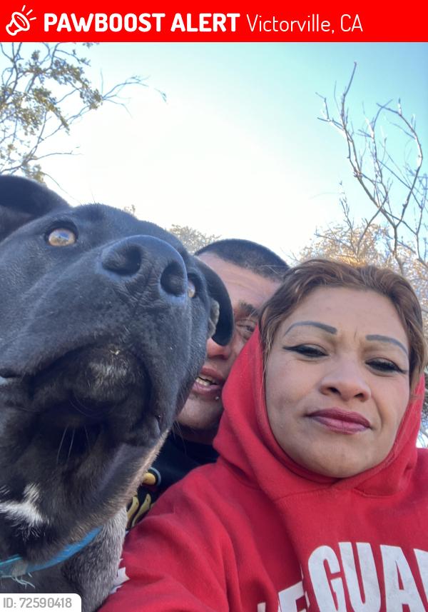 Lost Male Dog last seen El elevado st by cvs on Palmdale Road , Victorville, CA 92392