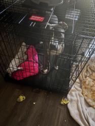 Found/Stray Female Dog last seen Atlantic custom cars, Savannah, GA 31406