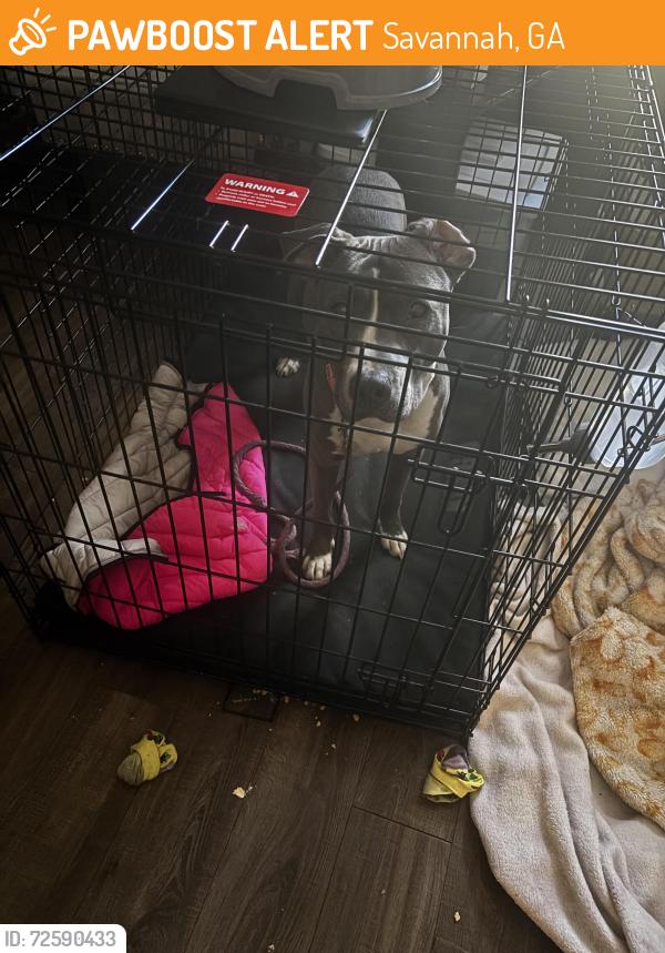 Found/Stray Female Dog last seen Atlantic custom cars, Savannah, GA 31406