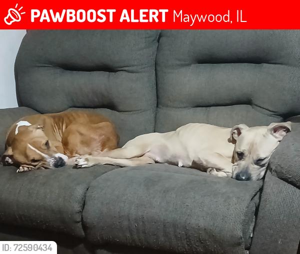 Lost Male Dog last seen Lexington and 13th ave , Maywood, IL 60153