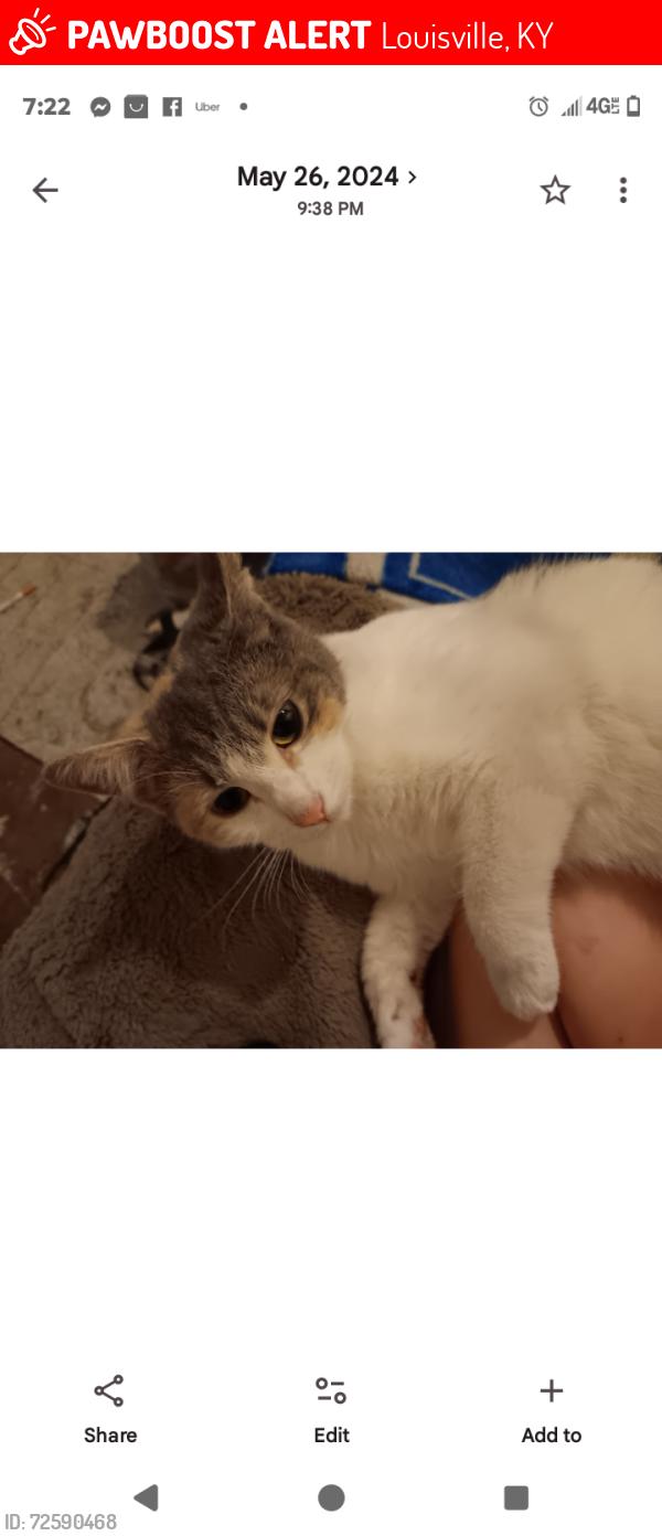 Lost Female Cat last seen Mc Nelly lake dr , Louisville, KY 40229