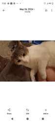 Lost Female Cat last seen Mc Nelly lake dr , Louisville, KY 40229