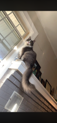 Lost Male Cat last seen On Coppahaunk Ave, a couple hses down from the two old churches , Waverly, VA 23890